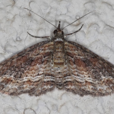 Chloroclystis filata (Filata Moth, Australian Pug Moth) at Ainslie, ACT - 22 May 2020 by jb2602