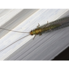 Dictyochrysa peterseni (Green Lacewing) at Ainslie, ACT - 22 May 2020 by jbromilow50