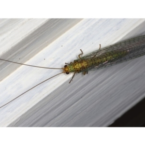 Dictyochrysa peterseni at Ainslie, ACT - 22 May 2020