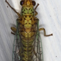 Dictyochrysa peterseni at Ainslie, ACT - 22 May 2020