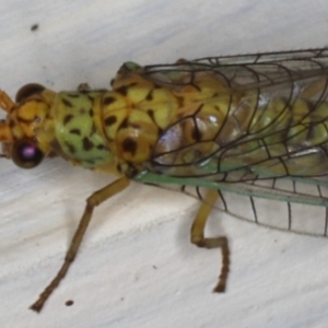 Dictyochrysa peterseni at Ainslie, ACT - 22 May 2020