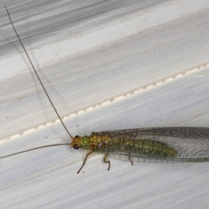 Dictyochrysa peterseni at Ainslie, ACT - 22 May 2020