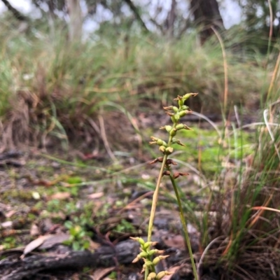 Corunastylis clivicola (Rufous midge orchid) at Cook, ACT - 22 May 2020 by JasonC