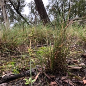 Corunastylis clivicola at Cook, ACT - 23 May 2020