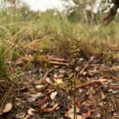 Corunastylis clivicola at Cook, ACT - 23 May 2020