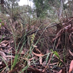 Corunastylis clivicola (Rufous midge orchid) at Cook, ACT - 22 May 2020 by JasonC