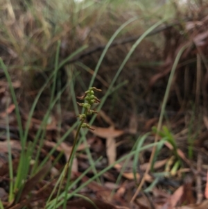 Corunastylis clivicola at Cook, ACT - 23 May 2020