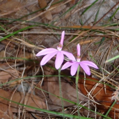 Caladenia carnea (Pink Fingers) at Pomona, QLD - 25 Aug 2013 by jenqld