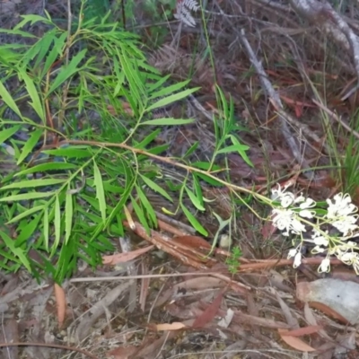 Lomatia silaifolia (Crinkle Bush, Fern-leaved Lomatia, Parsley Bush) at Pomona, QLD - 12 Dec 2017 by jenqld