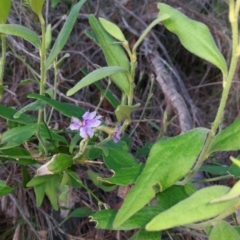 Dampiera purpurea (Purple Dampiera) at Pomona, QLD - 19 Dec 2017 by jenqld