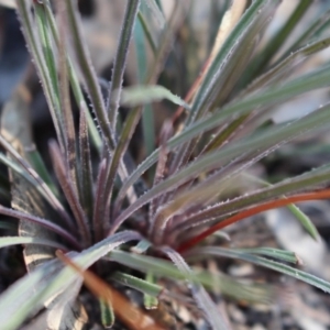 Stylidium graminifolium at Hackett, ACT - 17 May 2020