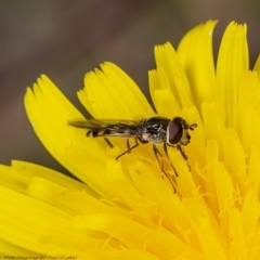 Melangyna viridiceps (Hover fly) at Kama - 22 May 2020 by Roger