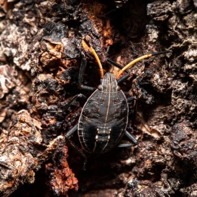 Theseus modestus (Gum tree shield bug) at Kama - 22 May 2020 by Roger