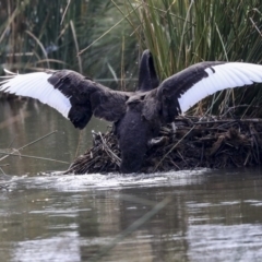 Cygnus atratus (Black Swan) at Belconnen, ACT - 20 May 2020 by AlisonMilton