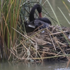 Cygnus atratus at Belconnen, ACT - 20 May 2020