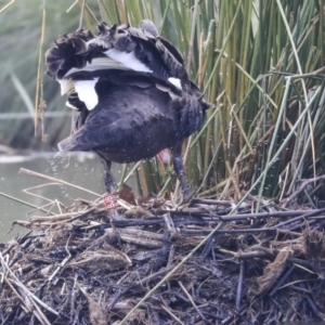 Cygnus atratus at Belconnen, ACT - 20 May 2020