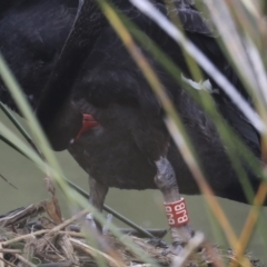 Cygnus atratus at Belconnen, ACT - 20 May 2020