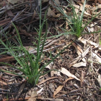 Eryngium ovinum (Blue Devil) at Latham, ACT - 22 Mar 2020 by pinnaCLE