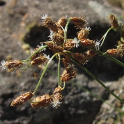 Fimbristylis dichotoma (A Sedge) at Latham, ACT - 22 Mar 2020 by pinnaCLE