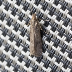 Achyra affinitalis (Cotton Web Spinner) at Higgins, ACT - 21 May 2020 by AlisonMilton