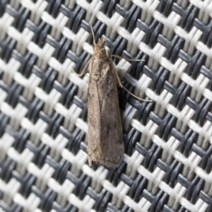 Achyra affinitalis at Higgins, ACT - 21 May 2020