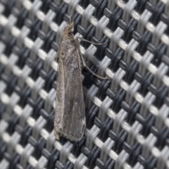 Achyra affinitalis at Higgins, ACT - 21 May 2020