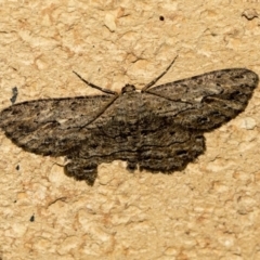 Ectropis excursaria (Common Bark Moth) at Higgins, ACT - 21 May 2020 by AlisonMilton