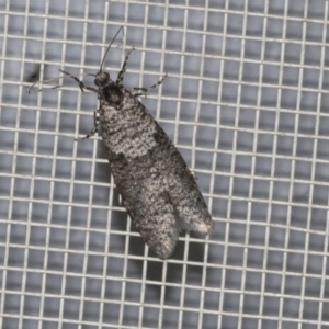 Lepidoscia (genus) ADULT at Higgins, ACT - 20 May 2020