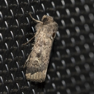 Proteuxoa bistrigula at Higgins, ACT - 20 May 2020