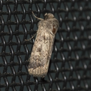 Proteuxoa bistrigula at Higgins, ACT - 20 May 2020