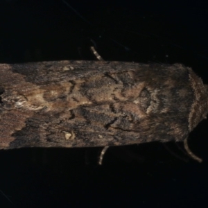 Proteuxoa bistrigula at Ainslie, ACT - 22 May 2020