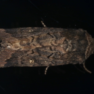 Proteuxoa bistrigula (An Owlet Moth) at Ainslie, ACT - 22 May 2020 by jbromilow50