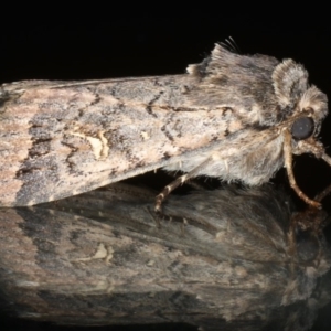 Proteuxoa bistrigula at Ainslie, ACT - 22 May 2020