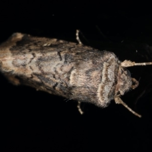 Proteuxoa bistrigula at Ainslie, ACT - 22 May 2020