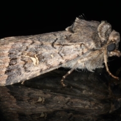 Proteuxoa bistrigula at Ainslie, ACT - 22 May 2020