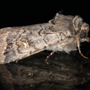 Proteuxoa bistrigula at Ainslie, ACT - 22 May 2020