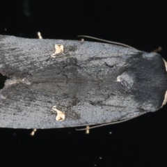 Proteuxoa cinereicollis (A noctuid or owlet moth) at Ainslie, ACT - 22 May 2020 by jb2602