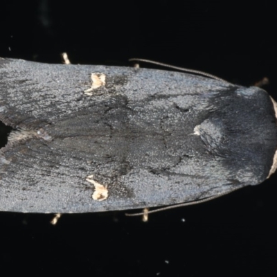 Proteuxoa cinereicollis (A noctuid or owlet moth) at Ainslie, ACT - 22 May 2020 by jb2602