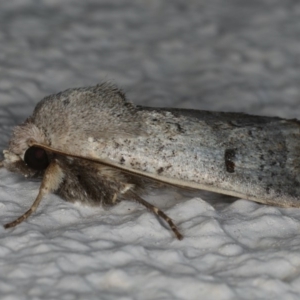 Proteuxoa hypochalchis at Ainslie, ACT - 22 May 2020 08:57 PM