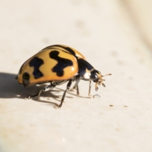 Coccinella transversalis at Higgins, ACT - 19 May 2020