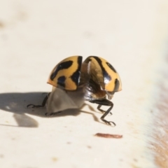 Coccinella transversalis at Higgins, ACT - 19 May 2020