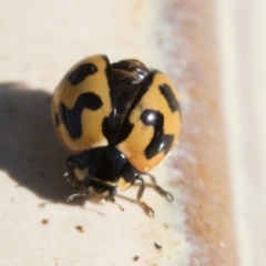 Coccinella transversalis at Higgins, ACT - 19 May 2020