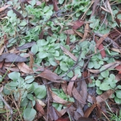 Diplodium sp. (A Greenhood) at Umbagong District Park - 23 May 2020 by Rosie