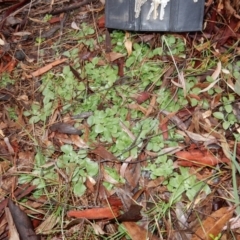 Diplodium sp. at Latham, ACT - 23 May 2020