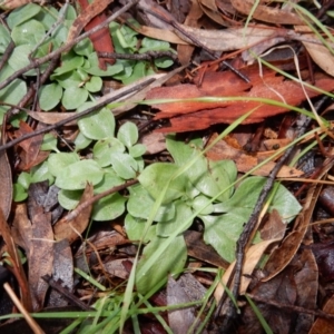 Diplodium sp. at Latham, ACT - 23 May 2020