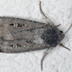 Agrotis munda (Brown Cutworm) at Ainslie, ACT - 22 May 2020 by jb2602