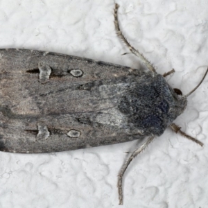 Agrotis munda at Ainslie, ACT - 22 May 2020