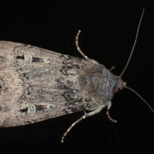 Agrotis infusa at Ainslie, ACT - 22 May 2020 06:46 PM