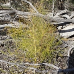 Asparagus officinalis (Asparagus) at Campbell, ACT - 17 May 2020 by JanetRussell