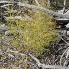 Asparagus officinalis at Campbell, ACT - 17 May 2020